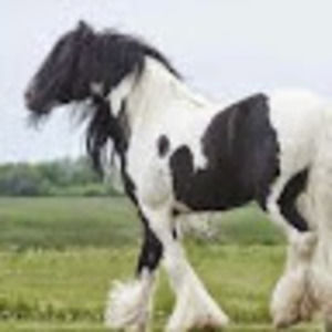 Meet your Posher, Marcie